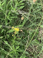 Adenosepalum