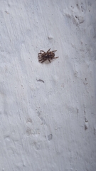 Salticinae