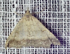 Tetanolita palligera