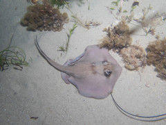 Trygonoptera personata