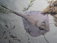 Trygonoptera personata