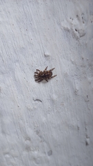 Salticinae