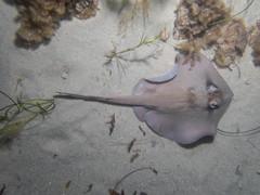 Trygonoptera personata