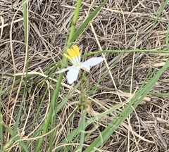 Chlorophytum comosum