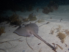 Trygonoptera personata