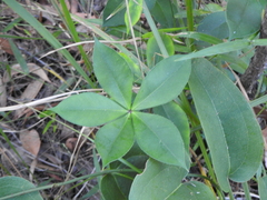 Alyxia magnifolia