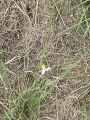 Chlorophytum comosum