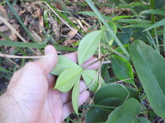 Alyxia magnifolia