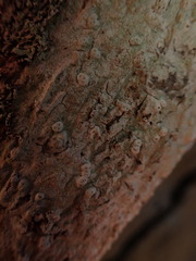 Pertusaria allosorodes