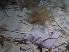 Trygonoptera personata