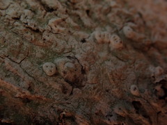 Pertusaria allosorodes