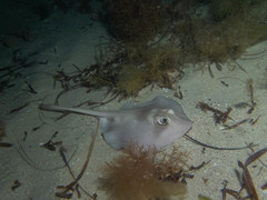 Trygonoptera personata