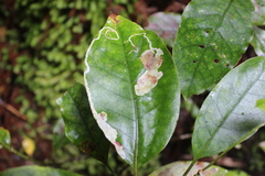 Corythoxestis zorionella