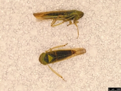 Limotettix incertus