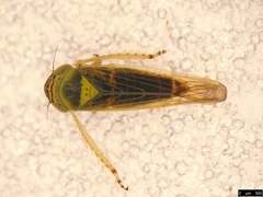 Limotettix incertus