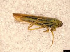 Limotettix incertus