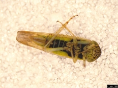 Limotettix incertus