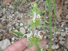 Monarda citriodora austromontana