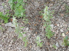 Monarda citriodora austromontana