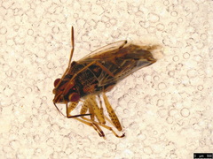 Nysius vinitor