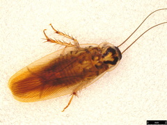 Johnrehnia solida