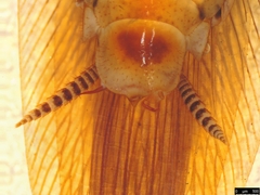 Johnrehnia solida
