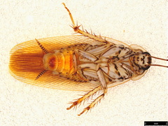 Johnrehnia solida