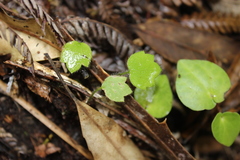 Ranunculus reflexus