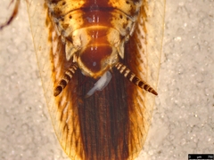 Johnrehnia concisa