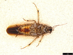 Johnrehnia concisa