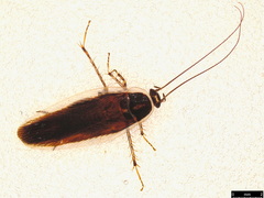 Johnrehnia concisa