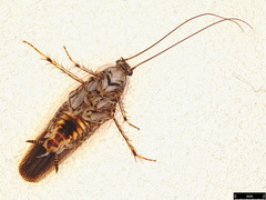 Johnrehnia concisa