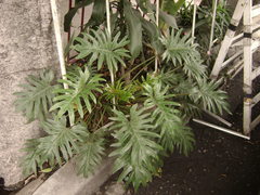 Philodendreae