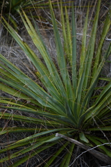 Yucca rupicola