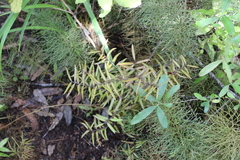 Podocarpus laetus