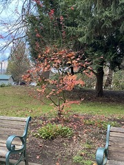 Acer palmatum