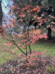 Acer palmatum
