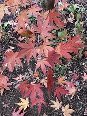 Acer palmatum