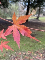 Acer palmatum