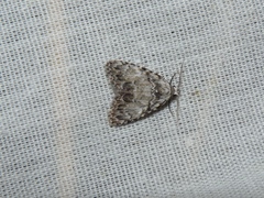 Meganola strigula