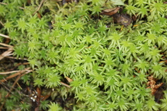 Sphagnum cristatum