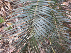Macrozamia lucida