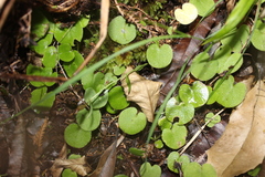 Corybas macranthus