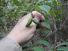 Tabernaemontana pandacaqui