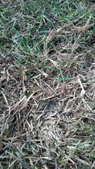 Aiolopus thalassinus