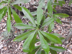 Planchonella chartacea