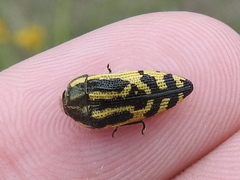 Acmaeodera amplicollis