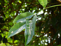 Polyura eudamippus formosana