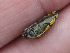 Acmaeodera amplicollis