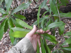 Planchonella chartacea